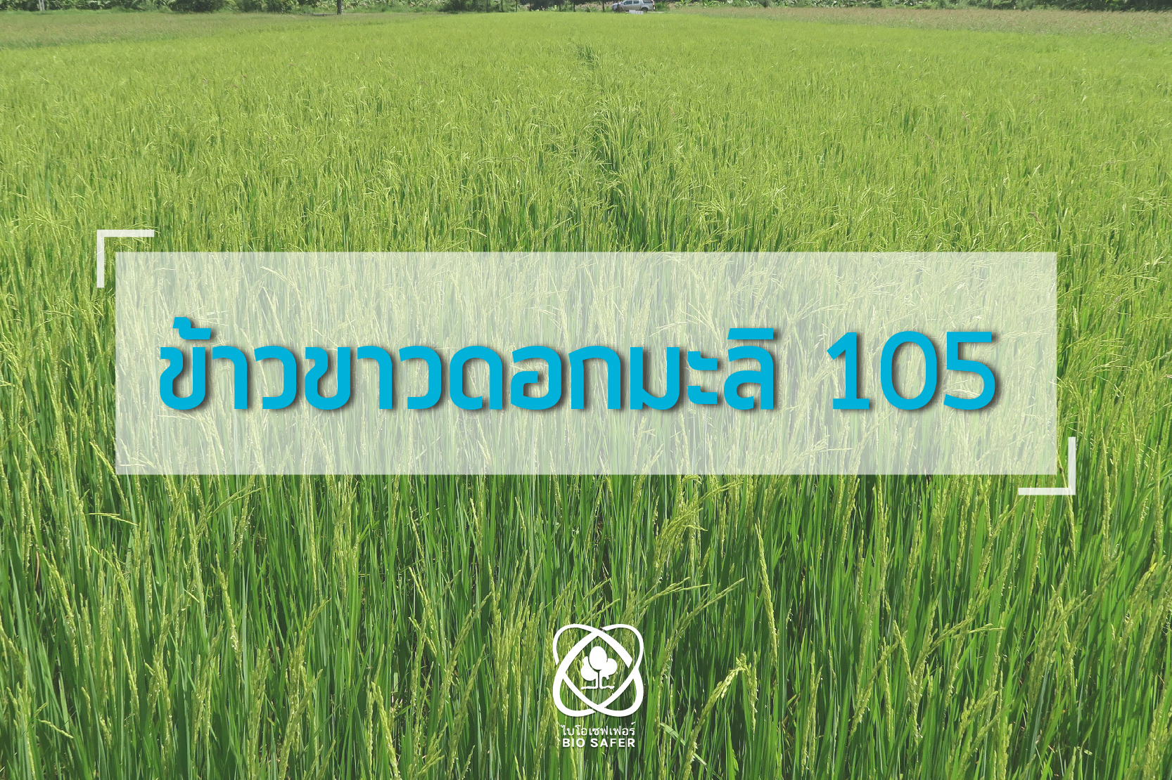 ข้าวขาวดอกมะลิ 105
