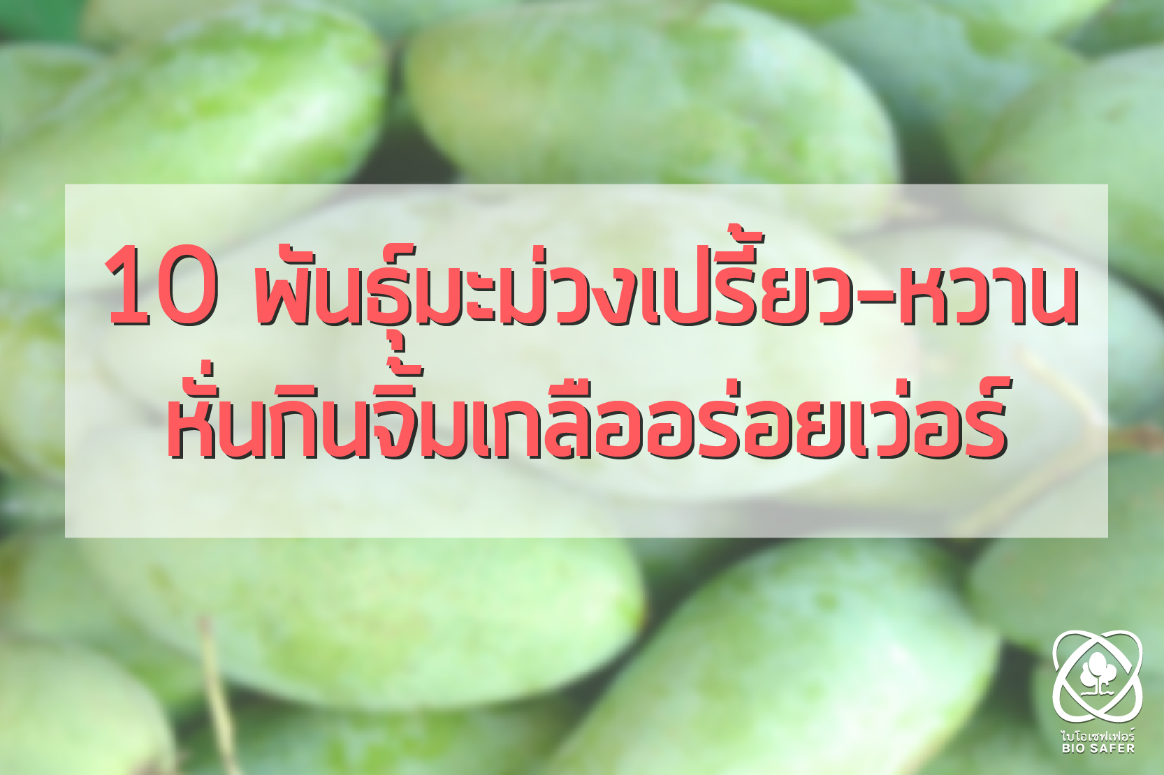 10 พันธุ์มะม่วงเปรี้ยว-หวาน หั่นกินจิ้มเกลืออร่อยเว่อร์