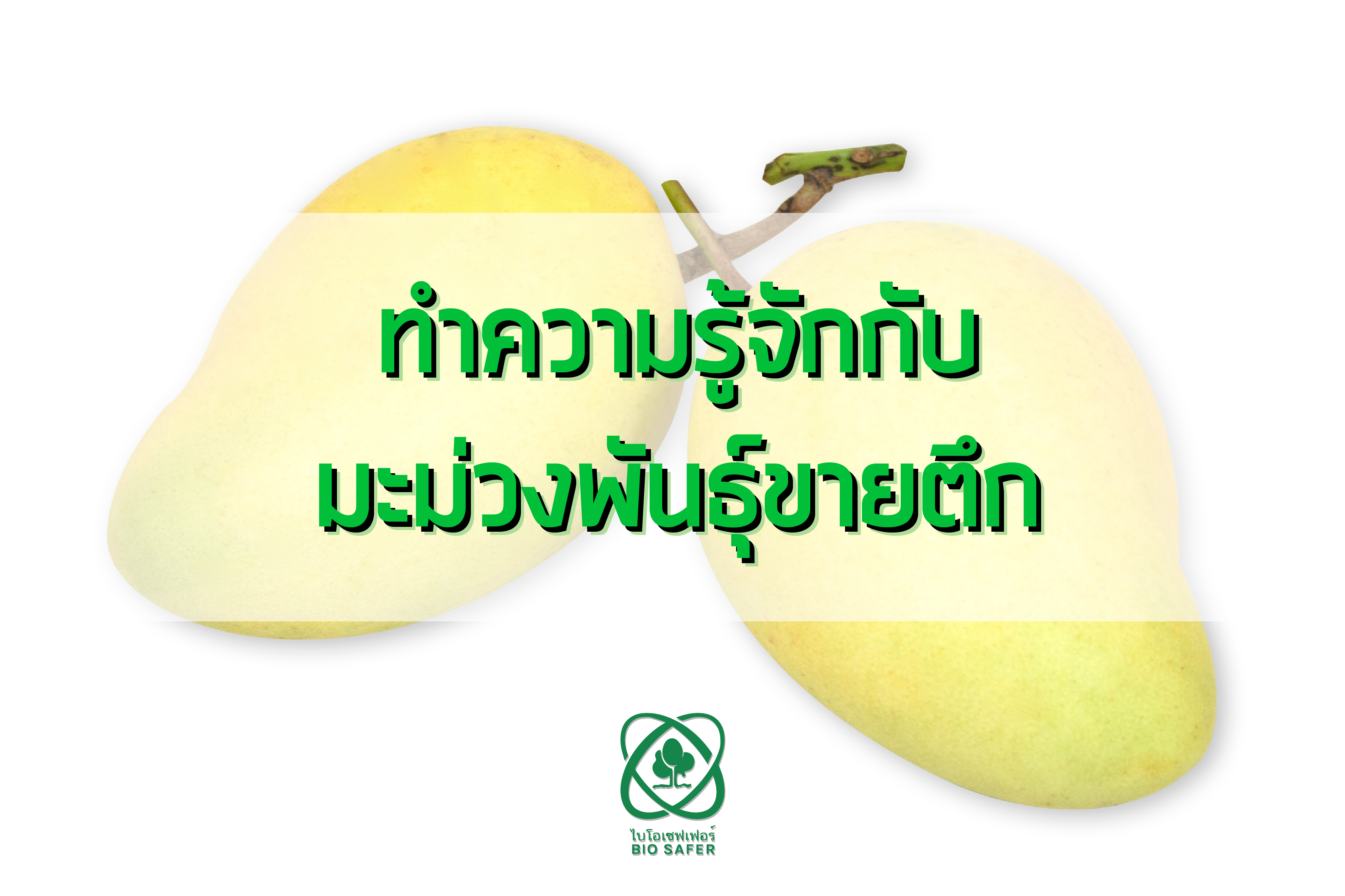 ทำความรู้จักกับมะม่วงพันธุ์ขายตึก