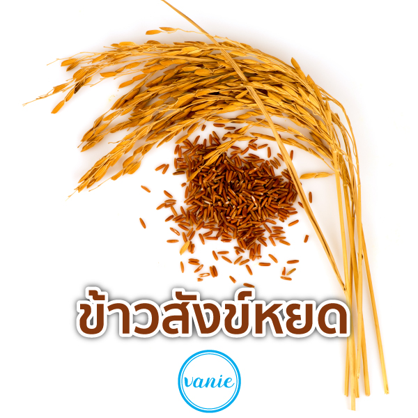 ข้าวสังข์หยด